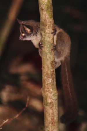 Galago-primaten som hittats vid Taitabergen jagar insekter genom att hoppa från träd till träd. Populationen som hittats vid bergen tros vara liten, endast ett tiotal individer. En galago på en gren som man hittat i skogarna vid Taitabergen i Kenya.