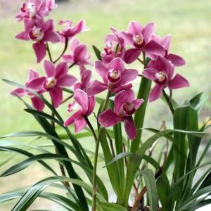 orkidea 2