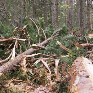 Metsässä tehtyä hakkuuta.