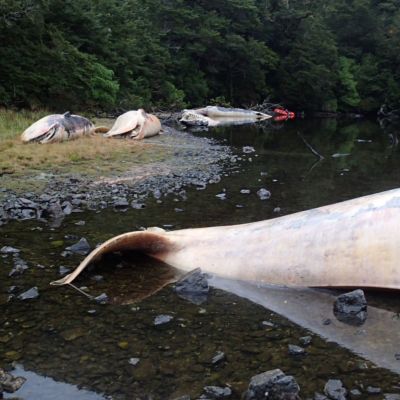 Över 300 strandade sejvalar hittades i Patagonien, i södra Chile