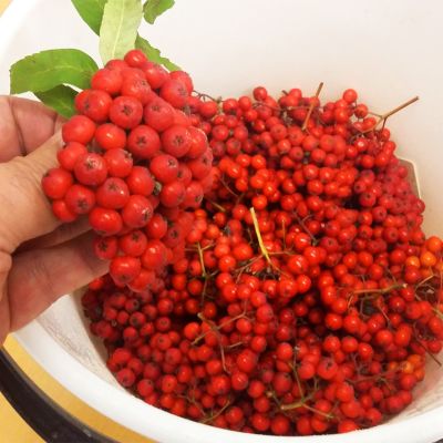 Pihlajanmarjoja on helppo poimia. Sankollinen täyttyy muutamassa minuutissa.