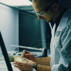 Kasvibiotekniikan laboratoriossa voidaan esimerkiksi kasvattaa pelkkiä kasvien soluja, ilman kasvia. Lauri Reuter laboratoriossa.