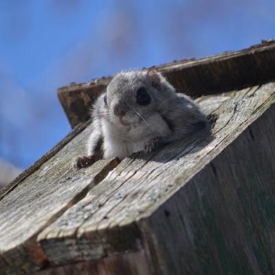 Liito-orava kurkistaa pöntöstä.