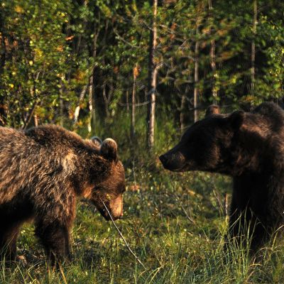 Kaksi karhua seisovat vastakkain metsän reunalla.