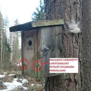 Tintit voivat pehmustaa pesänsä koirankarvoilla. Kuvassa näkyy myös etuseinän lukitussalvat. linnunpönttö