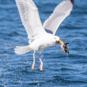 Det är inte bara havsörnen som tar ejderungar utan också andra fåglar, som truten. En trut som har en ejderunge i munnen.