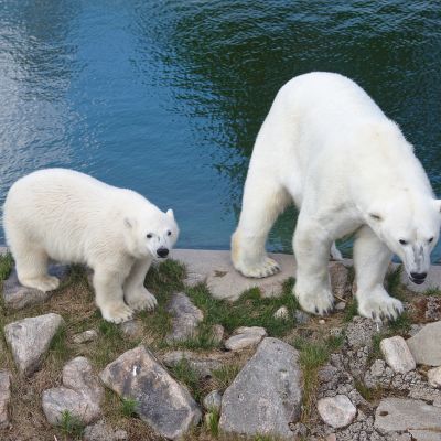 Jääkarhut vesialtaan reunalla Ranuan eläinpuistossa.