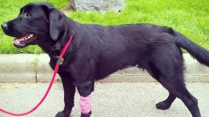 Nalah insjuknade efter att ha fått i sig huvudvärkstabletter. Hunden Nalah i koppel.