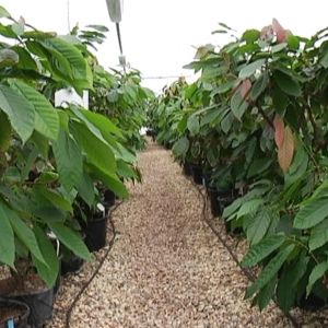 kakaoplantor i växthus