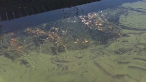 Algerna finns överallt i havet, men stiger till ytan när det är vindstilla. Bilden är tagen i Hitis den 16 juli. ansamling av blågröna alger utanför brygga.