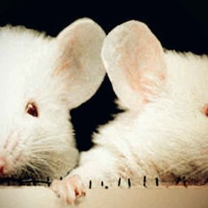 kaksi valkoista hiirtä