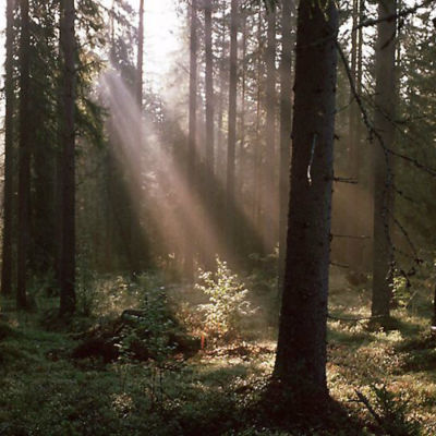 Solljus sipprar genom trädgrenar i en grön sommarskog.