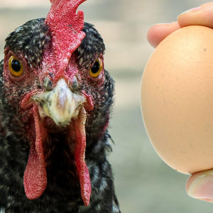 En höna och ett ägg.