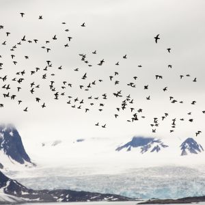 Pikkuruokkiparvi lentämässä Huippuvuorilla.