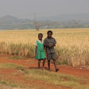 Lapset kävelivät vehnäpellon laitaa Shamvassa Zimbabwessa lokakuussa 2017. 