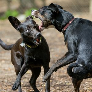 Kaksi koiraa leikkivät koirapuistossa.