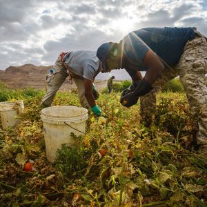 Työntekijät keräävät tomaatteja pellolta Jordaniassa.