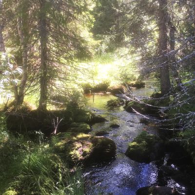 Metsäpuro Syötteen kansallispuistossa.