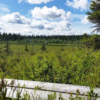 Suomaisema ja pitkspuut Syötteen kansalllspuistossa