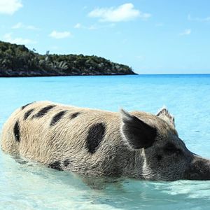 Luontodokumentti tutustuu sian uskomattomaan sopeutumiskykyyn ja ominaisuuksiin.