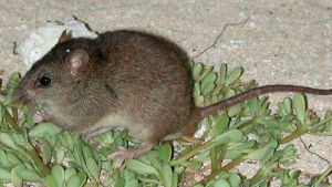 Den mosaiksvansade råttan (Melomys rubicola) har inte påträffats på tio år. Mus.