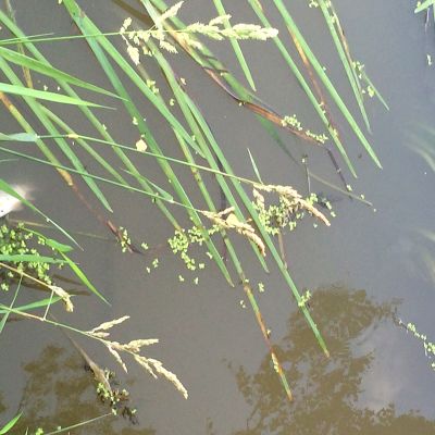 Kuollut kala kelluu Arolamminkoskessa Riihimäellä.