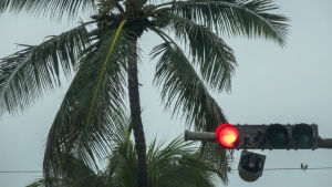 Stormen har orsakat skador i Florida och två personer har mist livet i Puerto Rico. Ett trafikljus har gått sönder och en del dinglar under det. Bakom syns en palm.