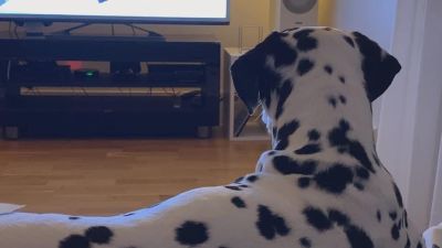 Dalmatialainen koira makaa lattialla ja katsoo televisiota.