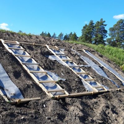 Tähän istutetaan tulppaaneita Suonenjoen 150-vuotisjuhlien kunniaksi.
