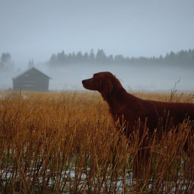 Irlanninsetteri peltomaisemassa Etelä-Pohjanmaalla