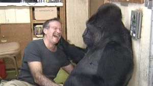 Skådespelaren Robin Williams leker med Koko. Robin Williams leker med gorillan Koko.