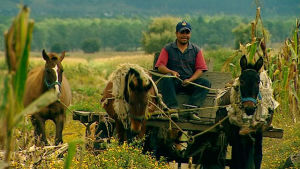 Meksikolainen maanviljelijä Ulkolinjan dokumentissa Piikkilankaa ja vapaakauppaa (2007)