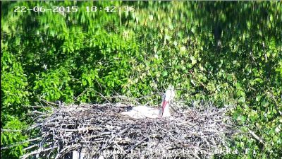Koskistork häckar