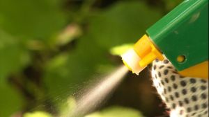 Roundup är en glyfosathaltiga herbicid vars hälsoeffekter är mycket omdiskuterade. Men något förbud mot medlet råder inte i Finland trots att andra länder förbjudit det. Holland har förbjudit Roundup