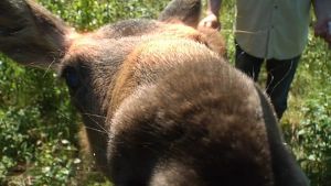 Mervi håller dessutom på att bli en riktig kändis i Tyskland, där det bland annat gjorts en film om henne. Älkalven Mervi tas om hand på Wild Care på Replot.