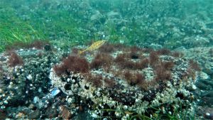 Tångspiggen under ytan. Natur- och dykturismen i Lappvik har stor utvecklingspotential. Fisk simmar nära havsbottnen