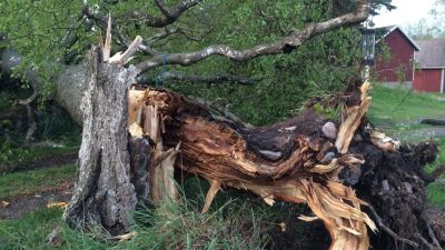 Träd föll i Hummeldal under måndagens åskväder