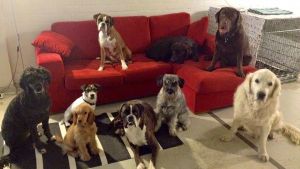 Hundar som trivs med sina dagiskompisar. Hundar på hunddagiset All Fur Dogz i Helsingfors.