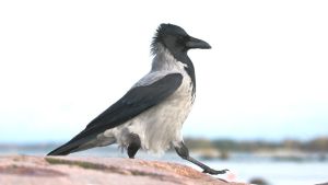 Harakka kävelee kalliolla