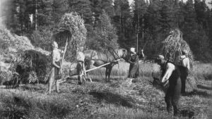 Ingermanländare i skördearbete i Vehmersalmi under fortsättningskriget. Ingermanlänningar i skördearbete i Vehmersalmi under fortsättningskriget.