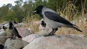 Varis kalliolla