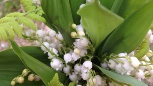 Tillfällig försäljning - av till exempel säsongsvisa blommor - ska vara möjlig. En bukett liljekonvaljer