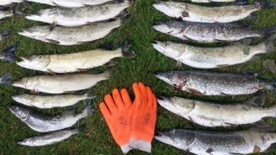 Döda fiskar från Ersösundet i Snappertuna