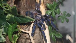 Poecilotheria metallica har en vacker blåskimrande färg. En blåskimrande fågelspindel som sitter på en gren.