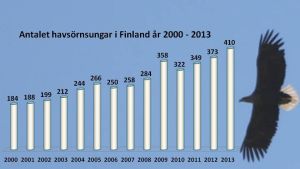 Antalet ringmärkta havsörnsungar 2000-2013
