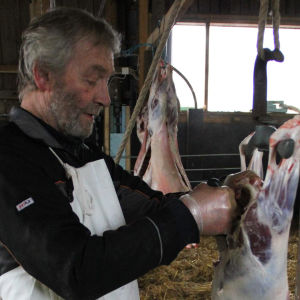 Jukka Tobiasson teurastaa lammasta.