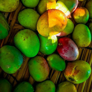flera runda gröna oskalade mangon på platt yta
