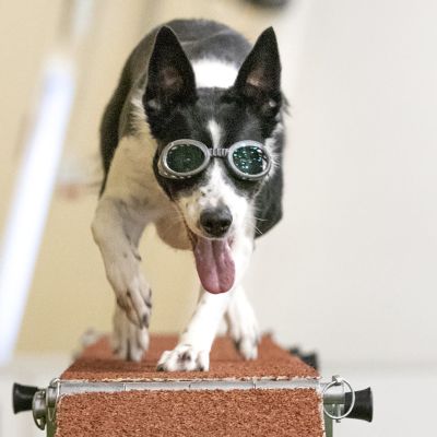 Koira, jolla on koirien silmälasit, juoksee esteen päällä katsojaa kohti.