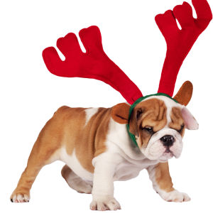 Joulupersoonatestin pääkuva. Kuvassa bulldog punaiset poronsarvet päässä.