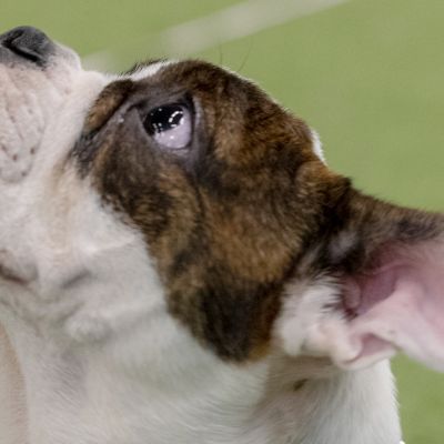 Englanninbulldogin pentu Vaapukka
